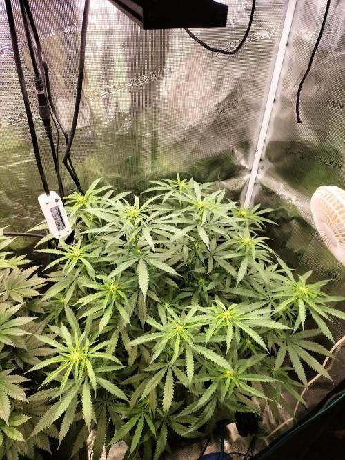 Papaya Jealousy. Week 10