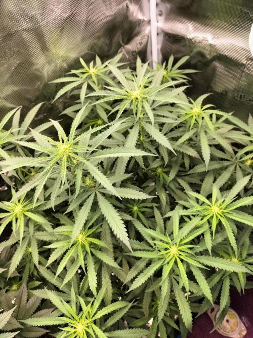 Papaya Jealousy. Week 10