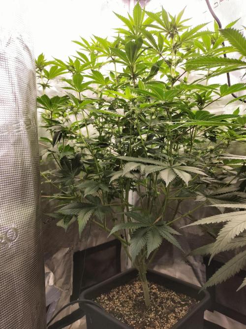 Monkey Grease. Week 10