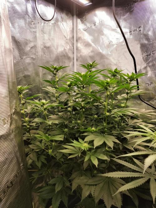 Monkey Grease. Week 10
