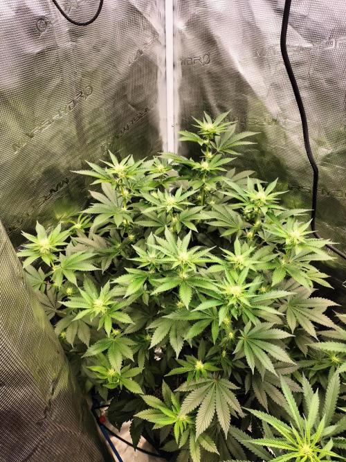 Monkey Grease. Week 10