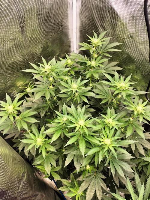 Monkey Grease. Week 10