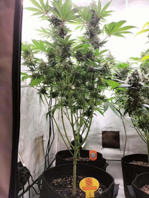 Zkittlez. Week 12