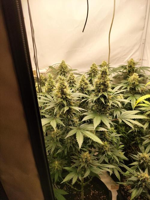 Zkittlez. Week 12