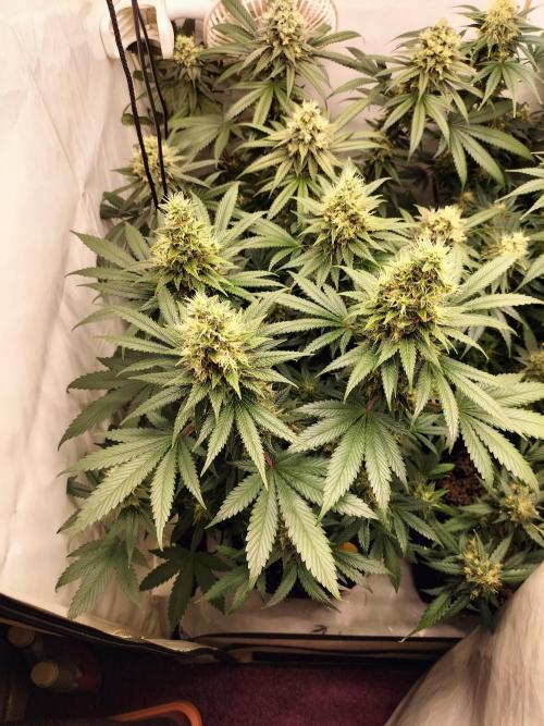 Zkittlez. Week 12