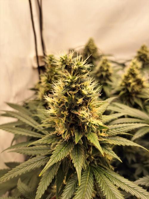 Zkittlez. Week 12