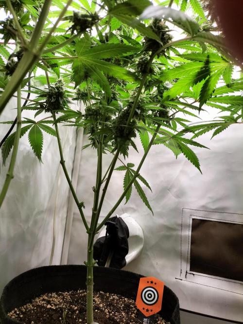 Amnesia Haze Fast. Week 12