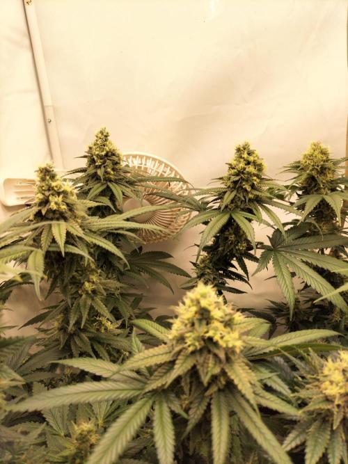 Amnesia Haze Fast. Week 12