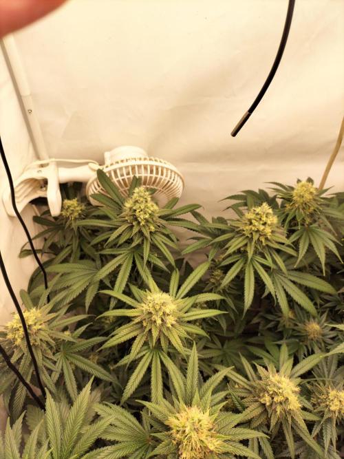 Amnesia Haze Fast. Week 12