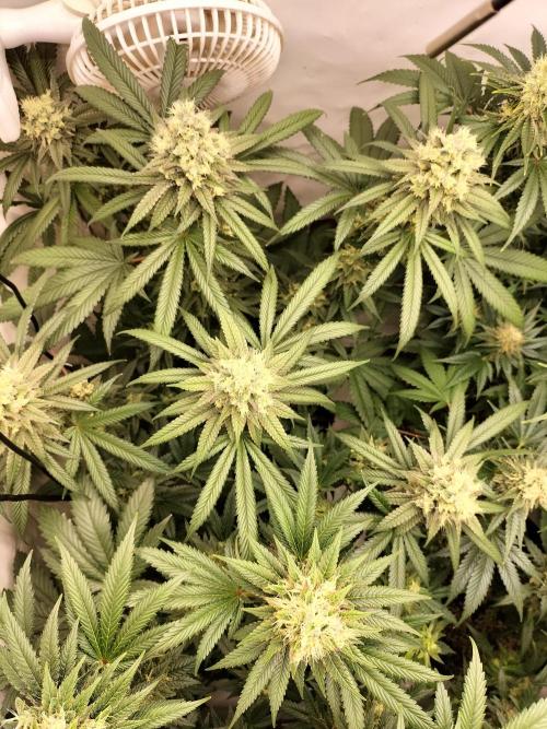 Amnesia Haze Fast. Week 12