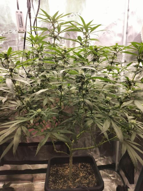 Papaya Jealousy. Week 11