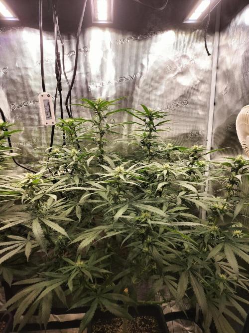 Papaya Jealousy. Week 11