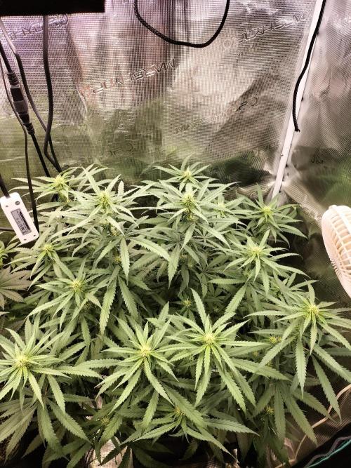 Papaya Jealousy. Week 11