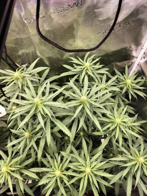 Papaya Jealousy. Week 11