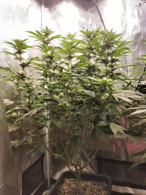 Monkey Grease. Week 11