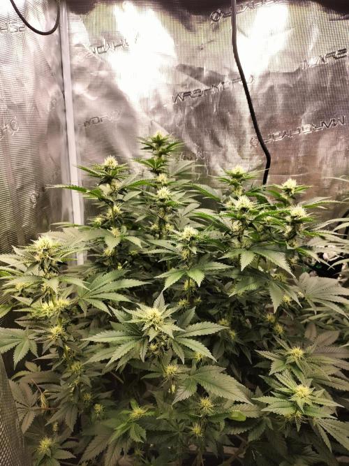 Monkey Grease. Week 11