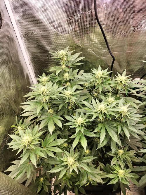 Monkey Grease. Week 11