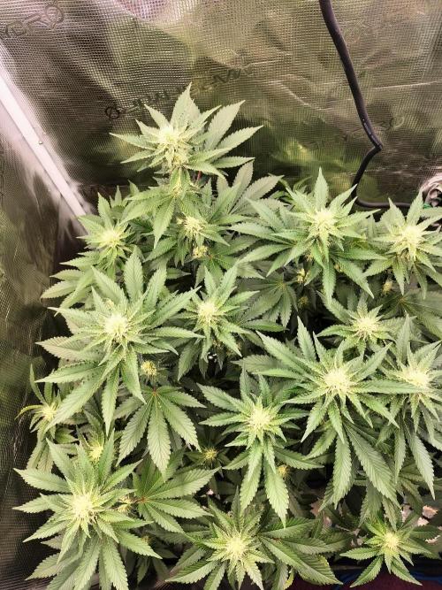 Monkey Grease. Week 11
