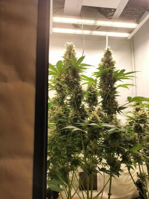 Zkittlez. Week 13