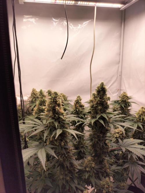 Zkittlez. Week 13