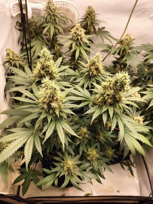 Zkittlez. Week 13