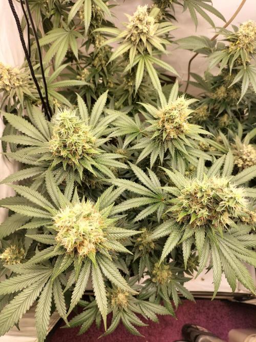 Zkittlez. Week 13