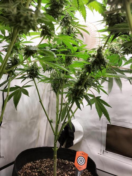 Amnesia Haze Fast. Week 13