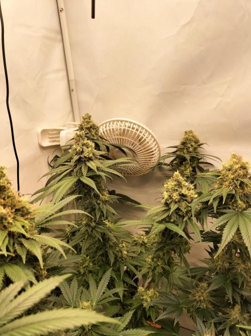 Amnesia Haze Fast. Week 13