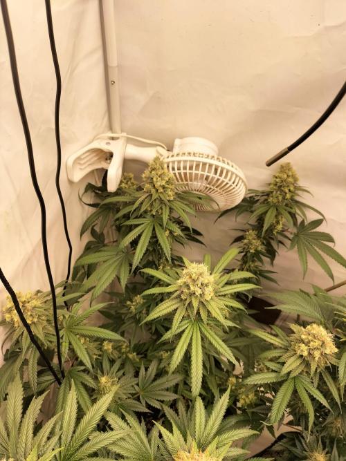 Amnesia Haze Fast. Week 13