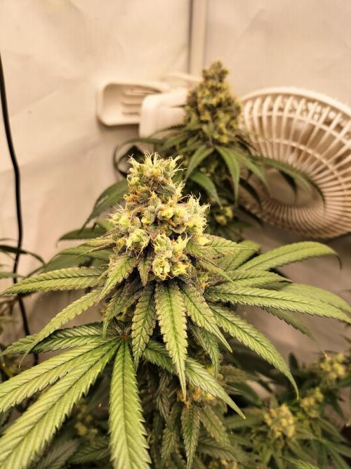 Amnesia Haze Fast. Week 13