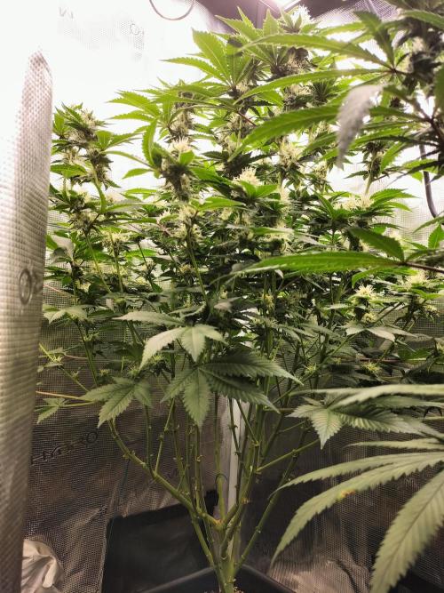 Monkey Grease. Week 12
