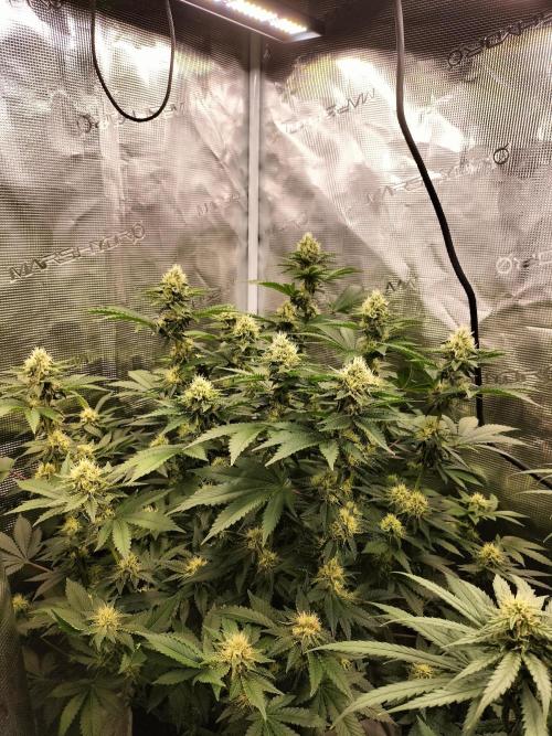 Monkey Grease. Week 12