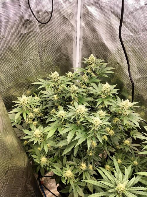 Monkey Grease. Week 12
