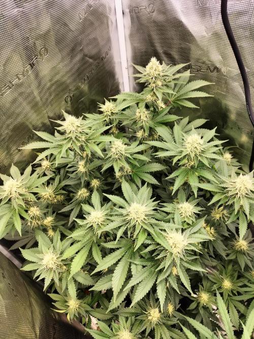 Monkey Grease. Week 12