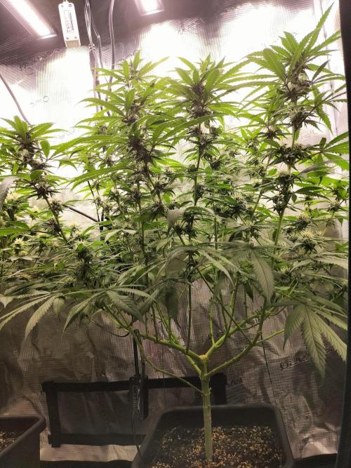 Papaya Jealousy. Week 12