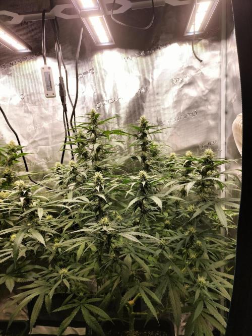 Papaya Jealousy. Week 12