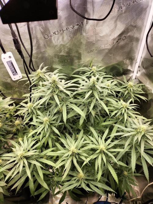 Papaya Jealousy. Week 12