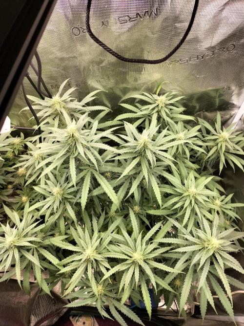 Papaya Jealousy. Week 12