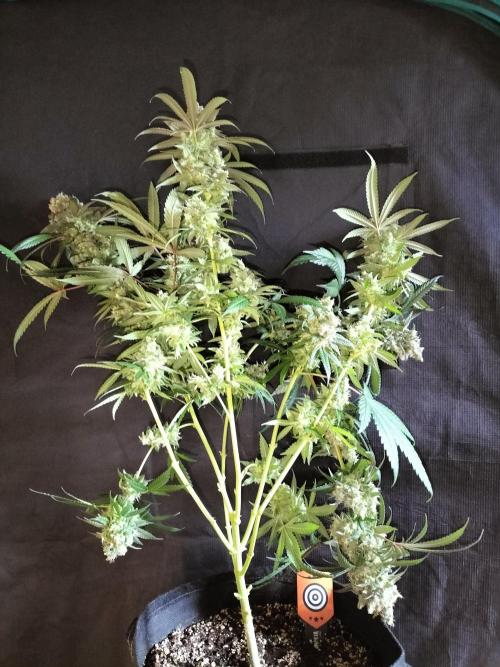 Amnesia Haze Fast. Week 14