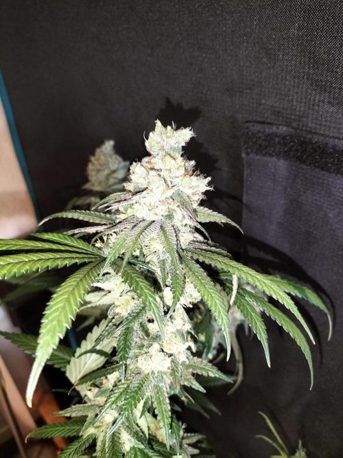 Amnesia Haze Fast. Week 14