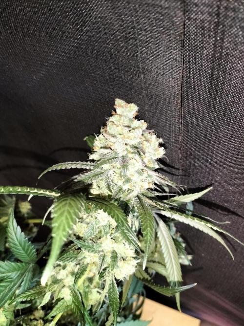 Amnesia Haze Fast. Week 14
