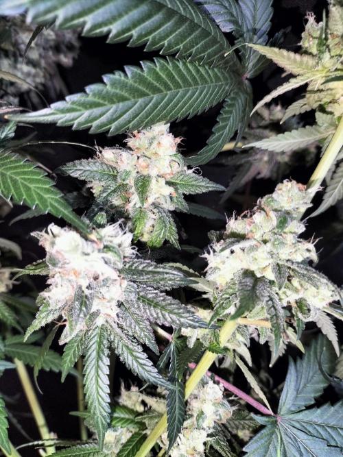 Amnesia Haze Fast. Week 14