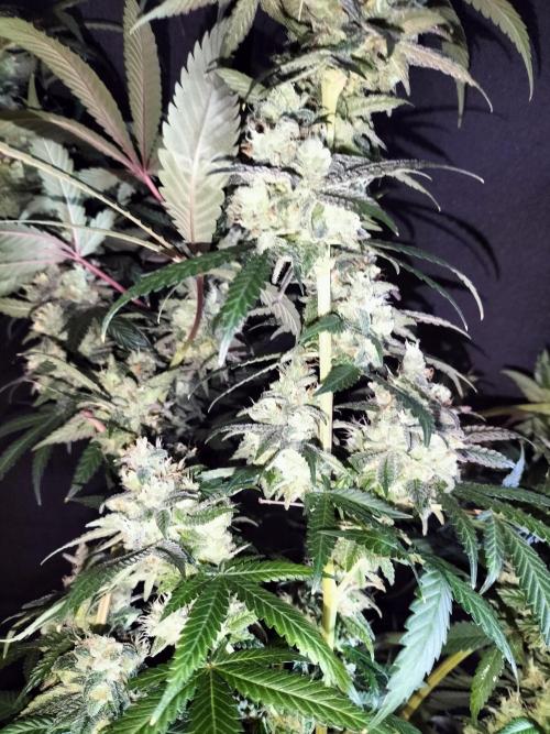 Amnesia Haze Fast. Week 14