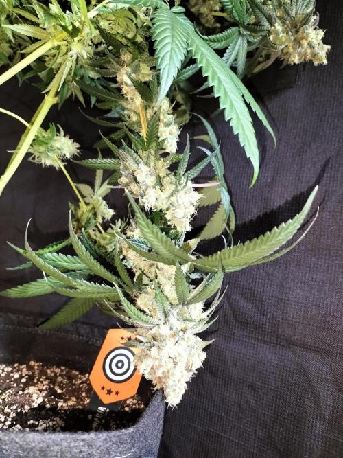 Amnesia Haze Fast. Week 14