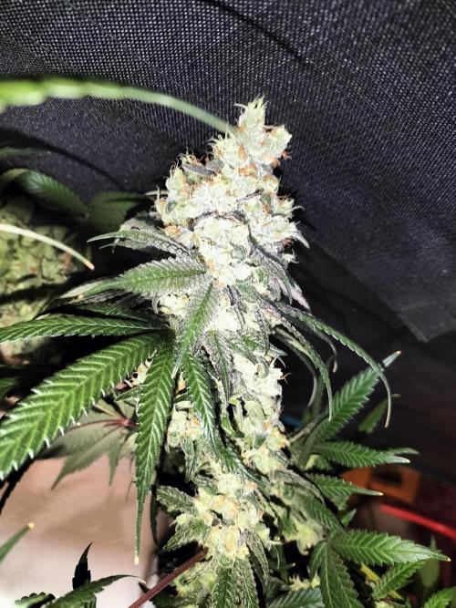 Amnesia Haze Fast. Week 14