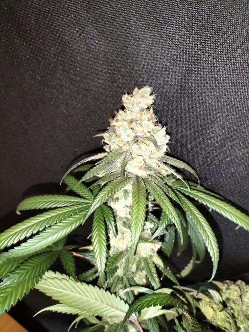 Amnesia Haze Fast. Week 14