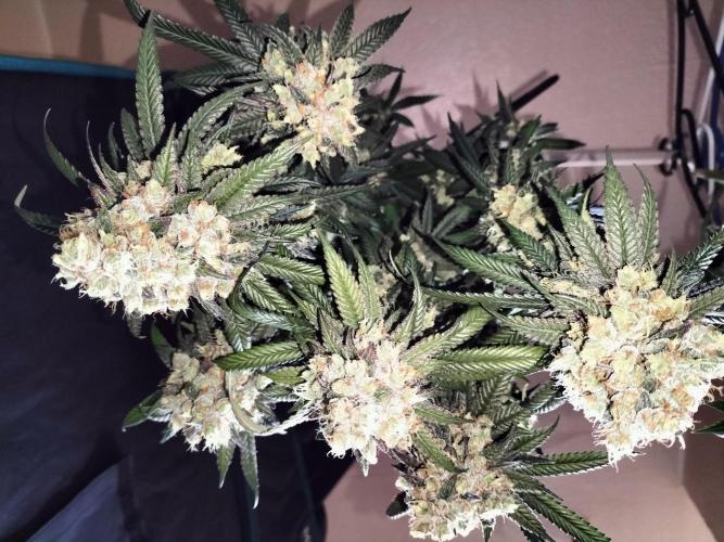 Amnesia Haze Fast. Week 14