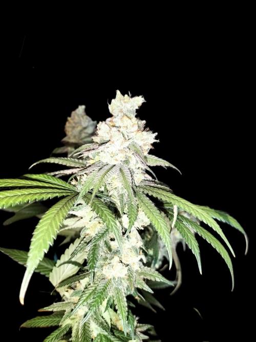 Amnesia Haze Fast. Week 14