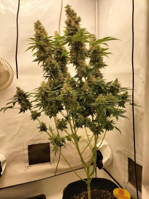 Zkittlez. Week 14