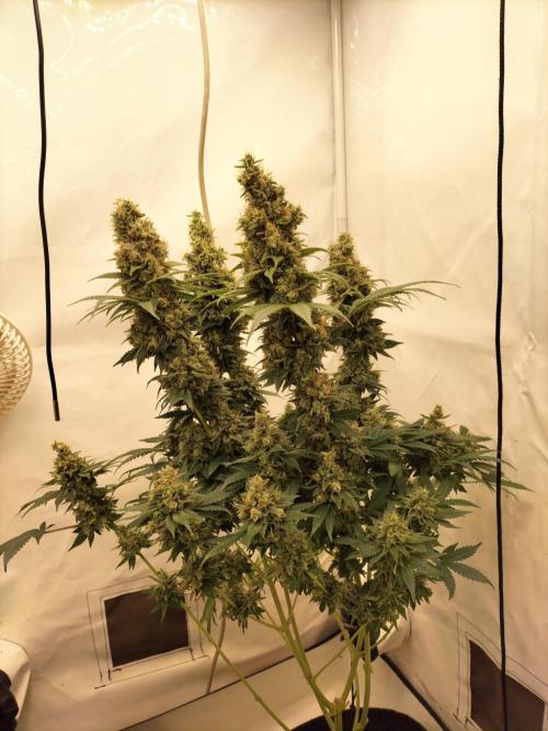 Zkittlez. Week 14
